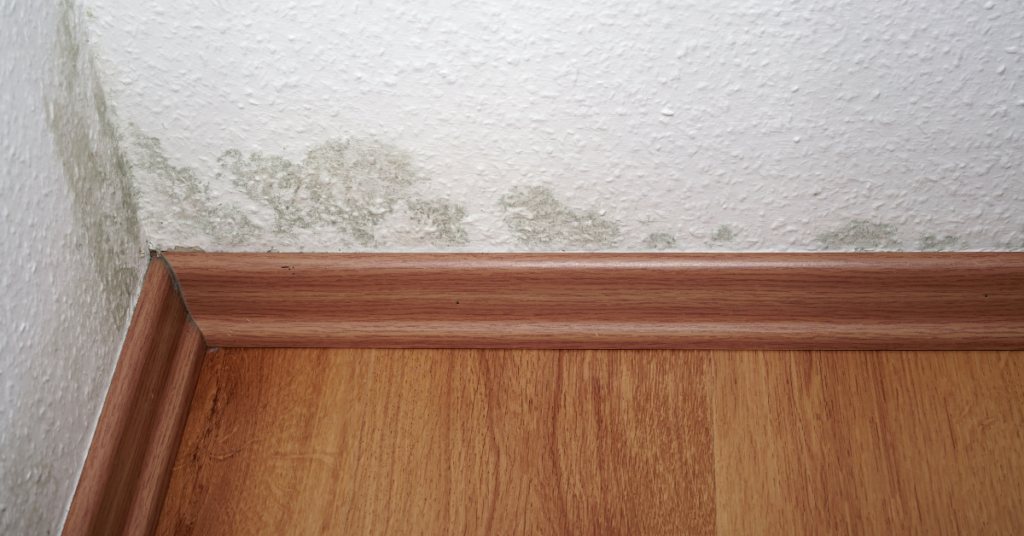Top 5 Things Mold Removal Experts Wish You Knew