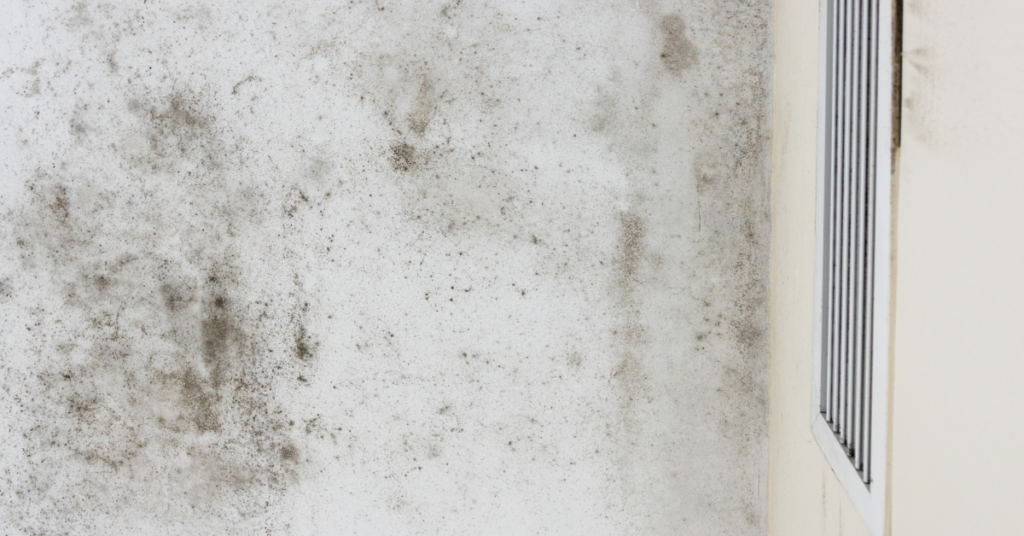 All About Restoration Blog Post - Post-Storm Mold_ Identification and Prevention